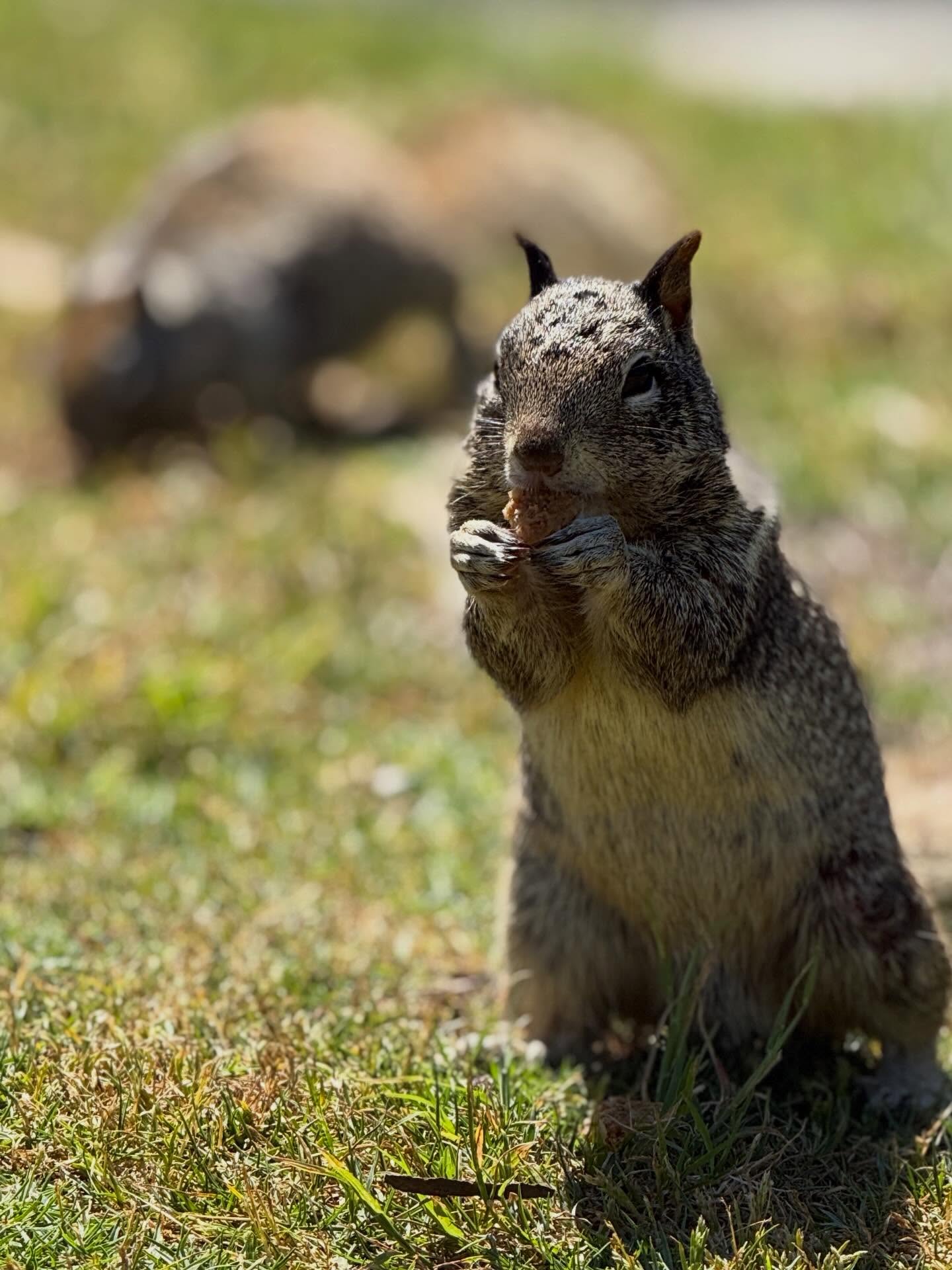 squirls 4